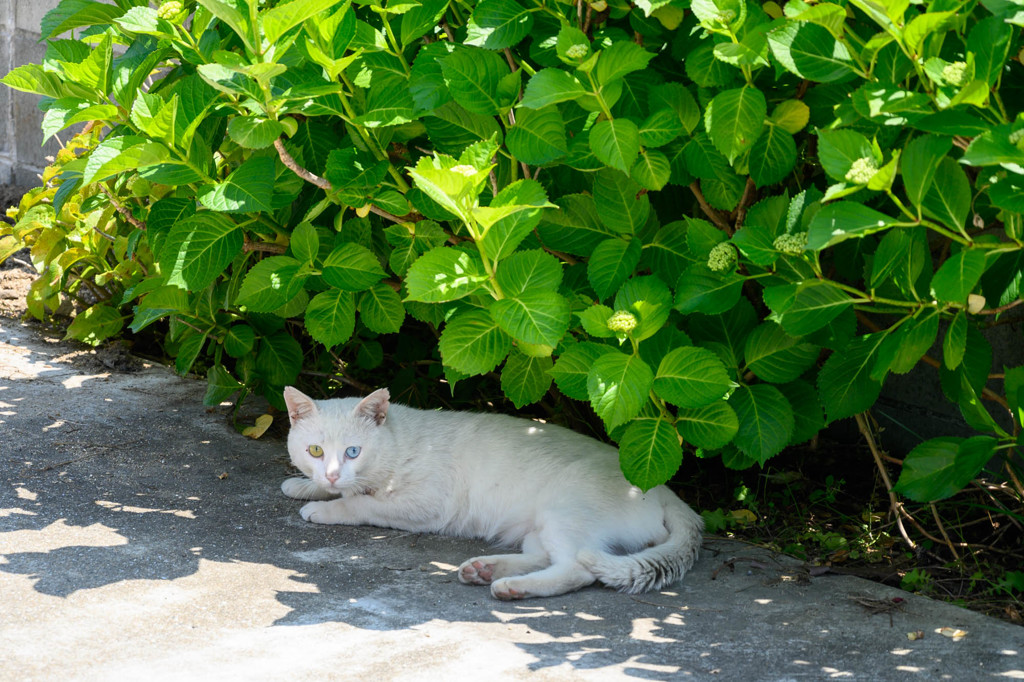 野良猫