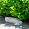 野良猫