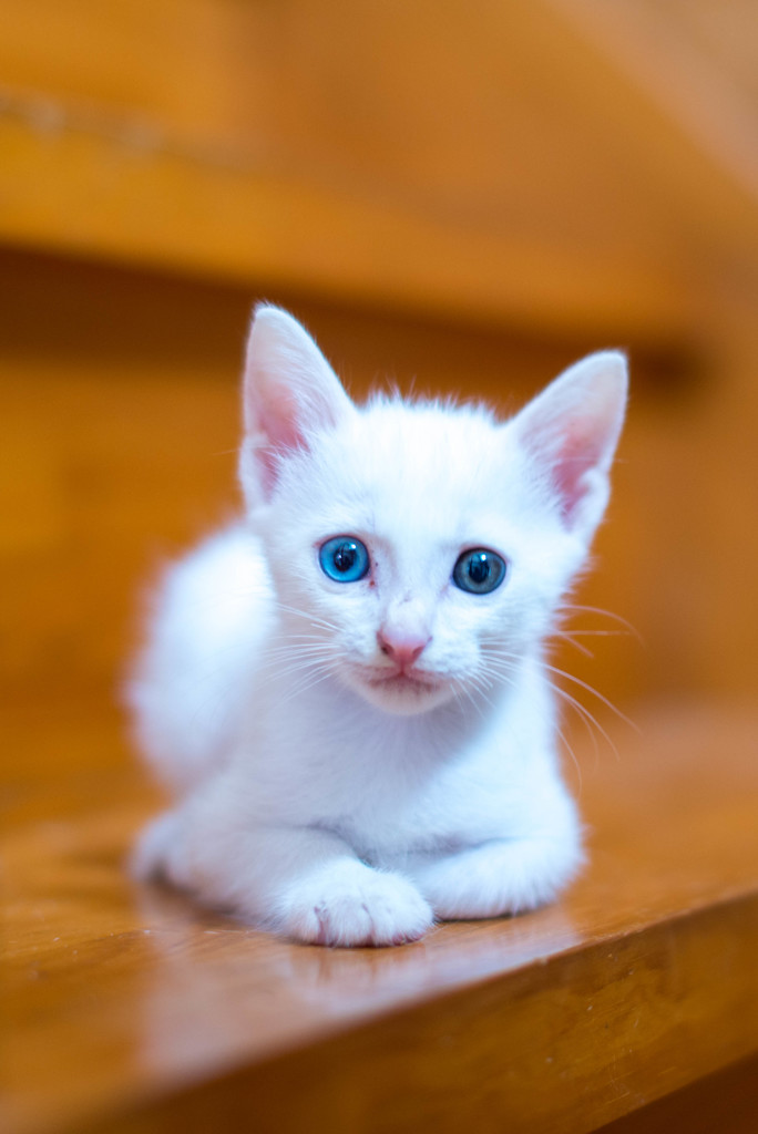 子猫のしろ