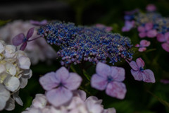 タムロンF012で撮った額紫陽花