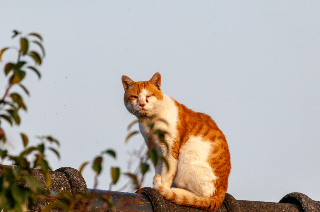 屋根の上の猫