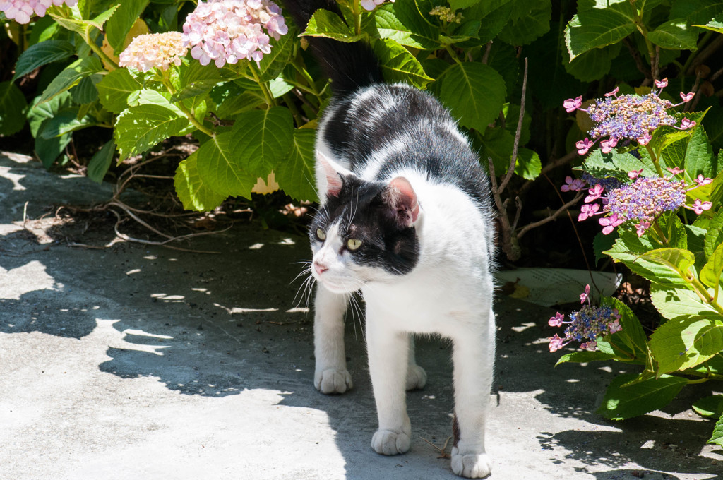 紫陽花と野良猫