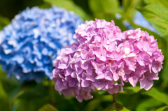 紫陽花