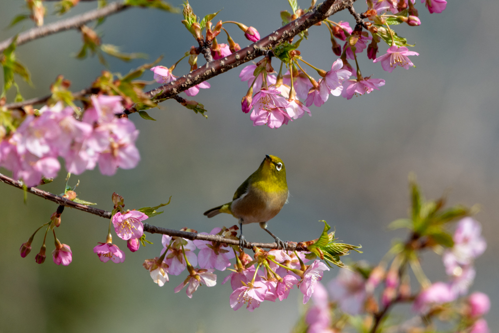 河津桜とメジロ