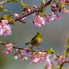 河津桜とメジロ