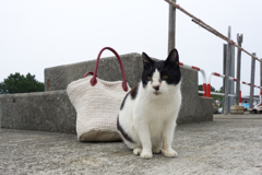 湯島の猫