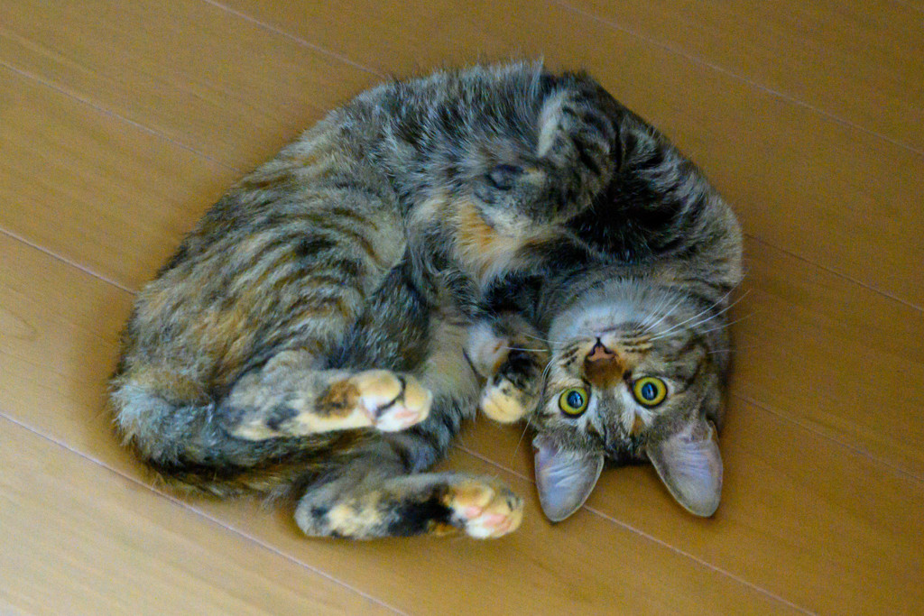 廊下で甘えるもも