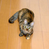 抱っこして！