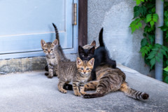 近所の空き屋の猫
