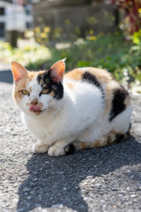 唐崎天満宮の猫