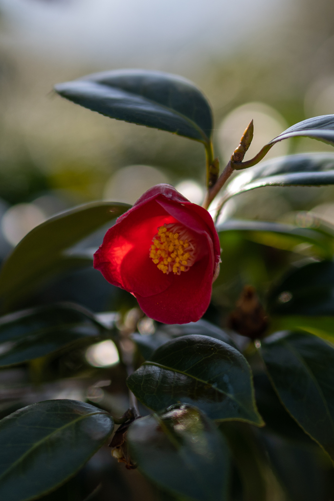 西平椿公園の椿