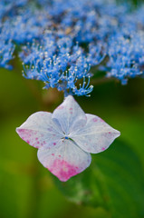 額紫陽花