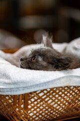捨て猫　銀子