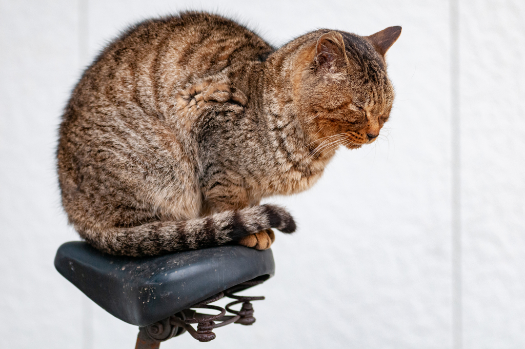 近所の野良猫