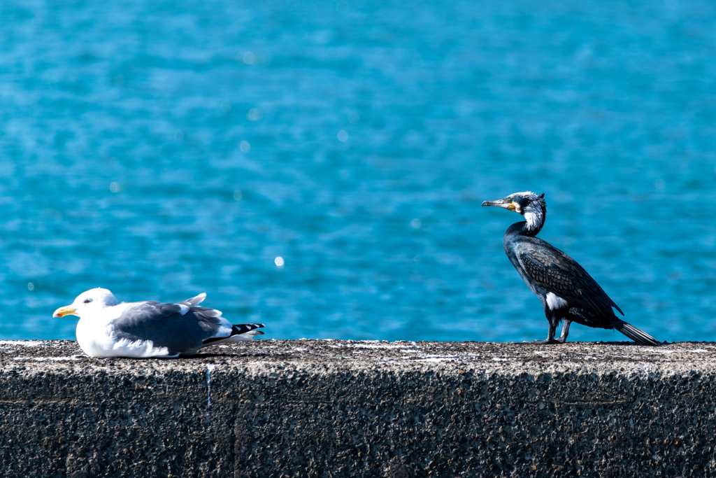 大江漁港のカモメと海鵜