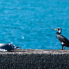 大江漁港のカモメと海鵜