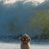 Big wave!