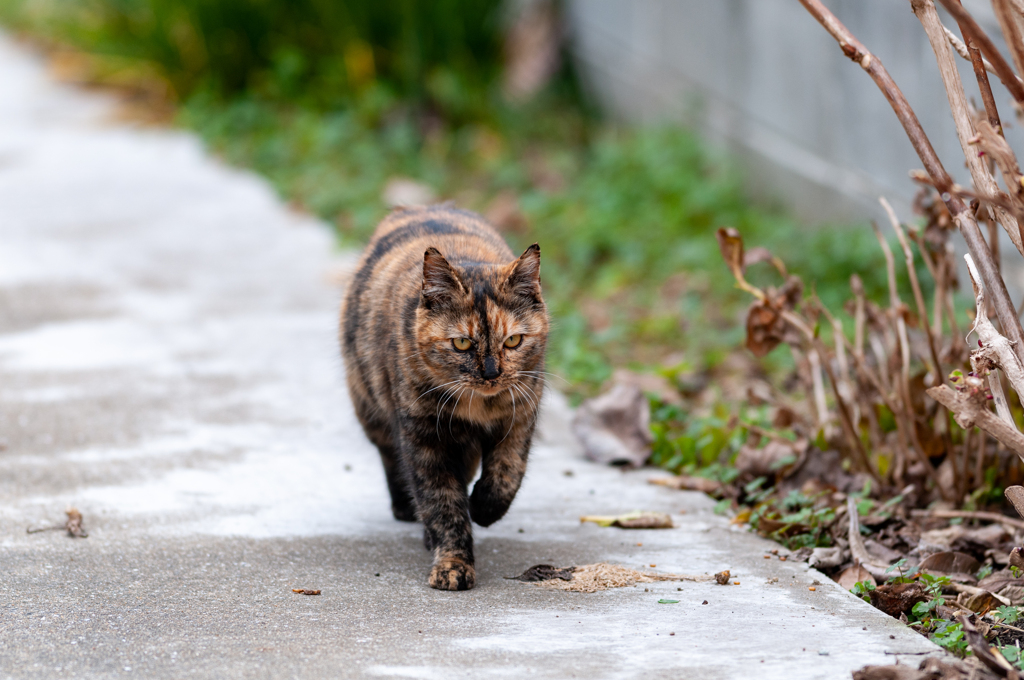近所の野良猫