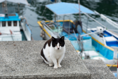 湯島の猫