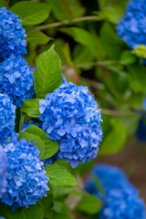 紫陽花