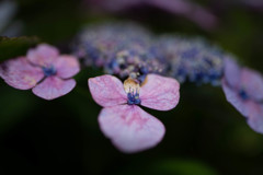 タムロンF012で撮った額紫陽花