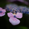 タムロンF012で撮った額紫陽花