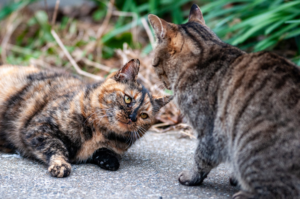 近所の野良猫