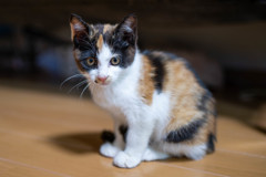 まお