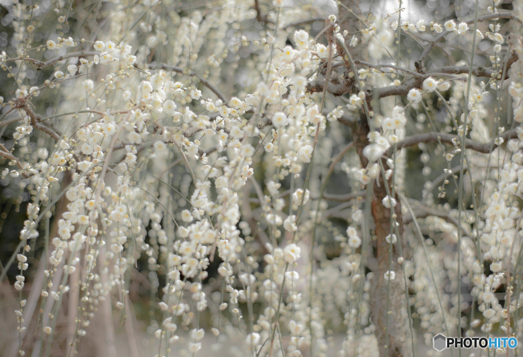 しだれてとろける