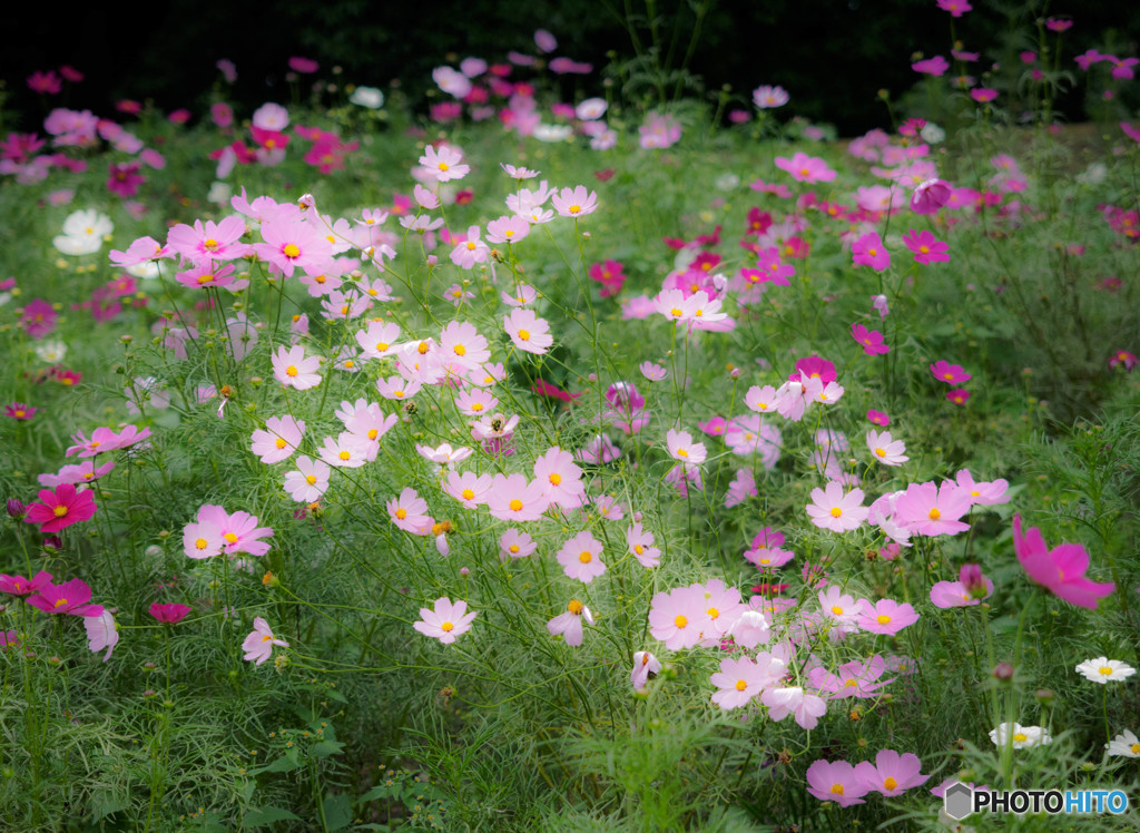 Garden of dreams