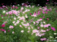 Garden of dreams