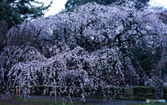 糸桜
