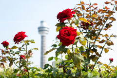 薔薇とマリンタワー