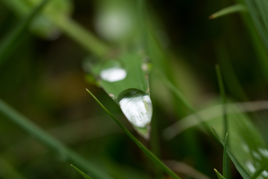 雨上がりに