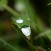 雨上がりに