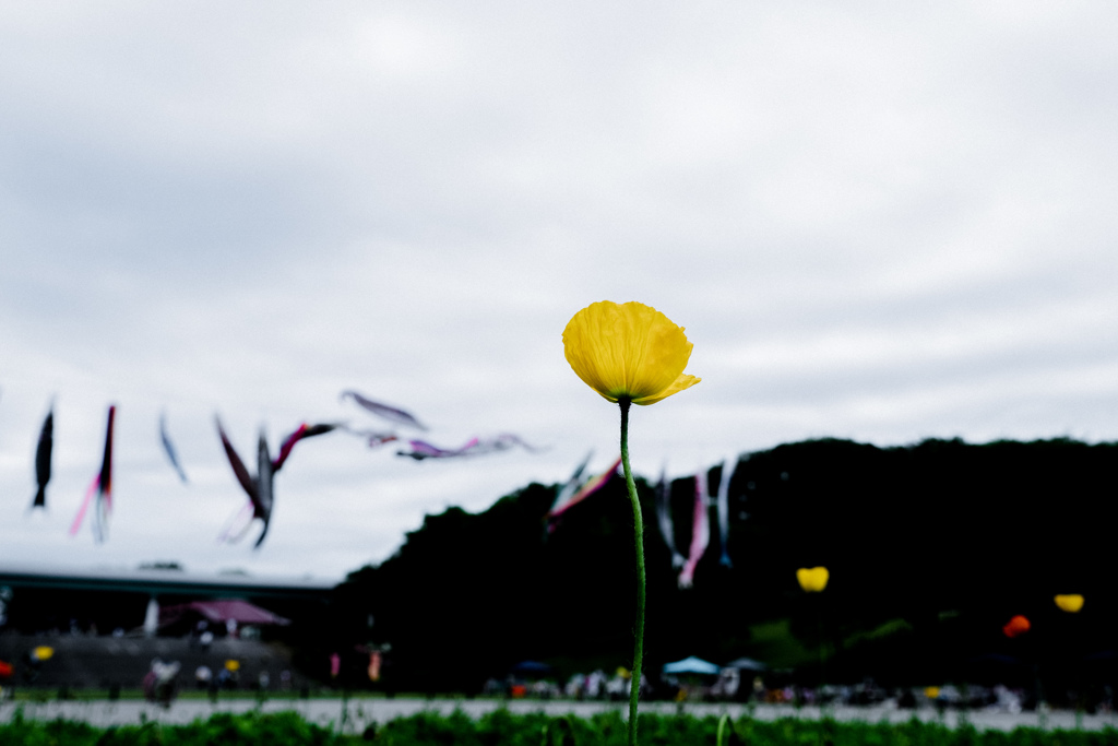 初夏に舞う