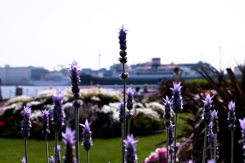 花と客船