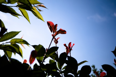 初夏の朝日に透かして