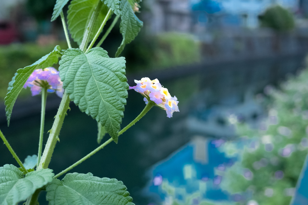 梅雨の最中のふとした瞬間