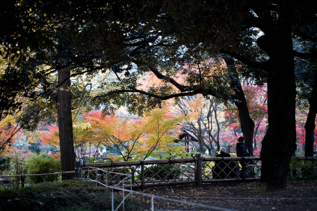 紅葉＠横浜公園 彼我庭園／オールドレンズ