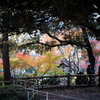 紅葉＠横浜公園 彼我庭園／オールドレンズ