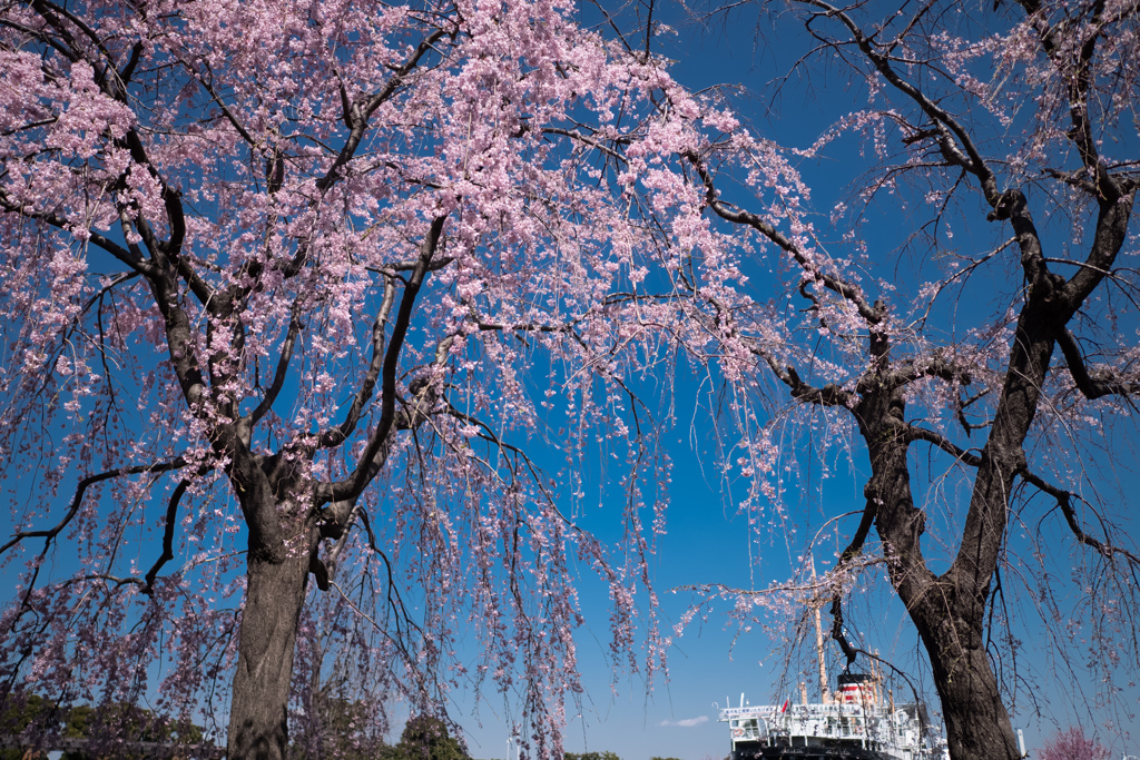 枝垂れ桜と氷川丸＠山下公園