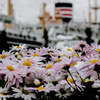 花と客船