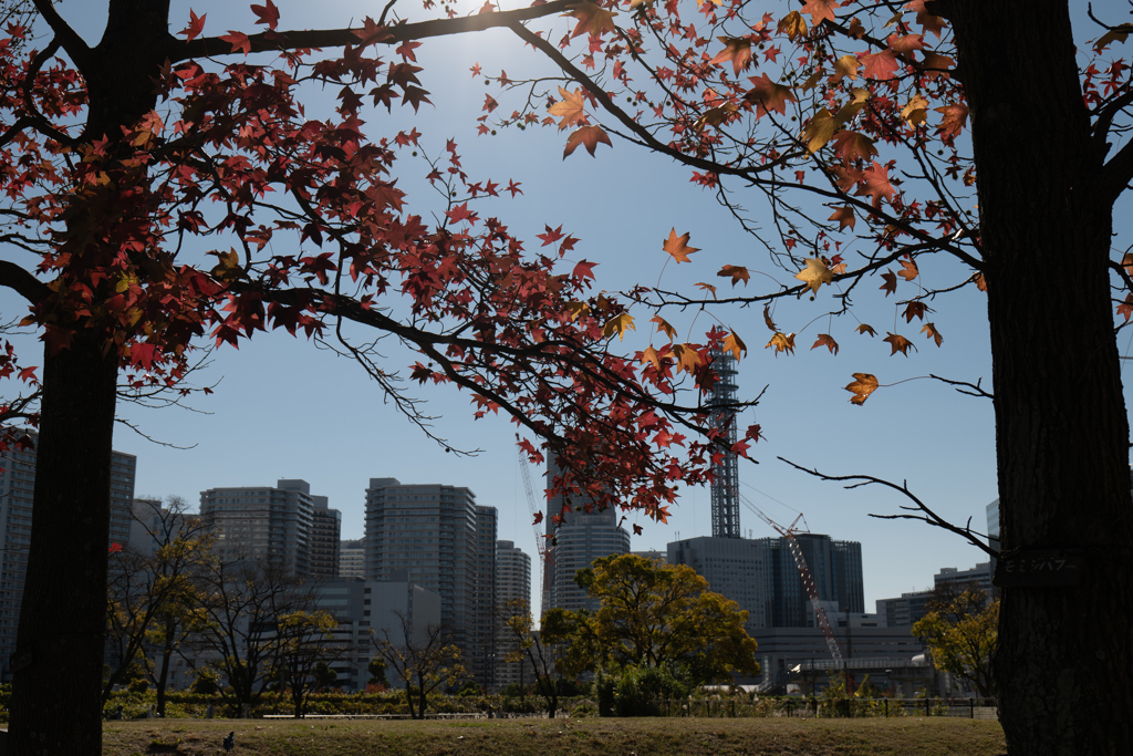 紅葉