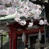 天女＠元町嚴島神社