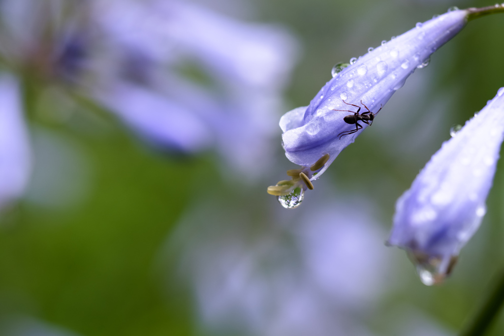 雨にも負けず