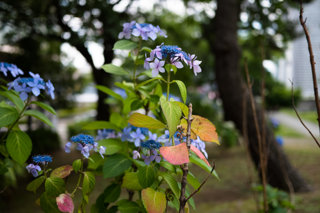 葉を赤らめた紫陽花