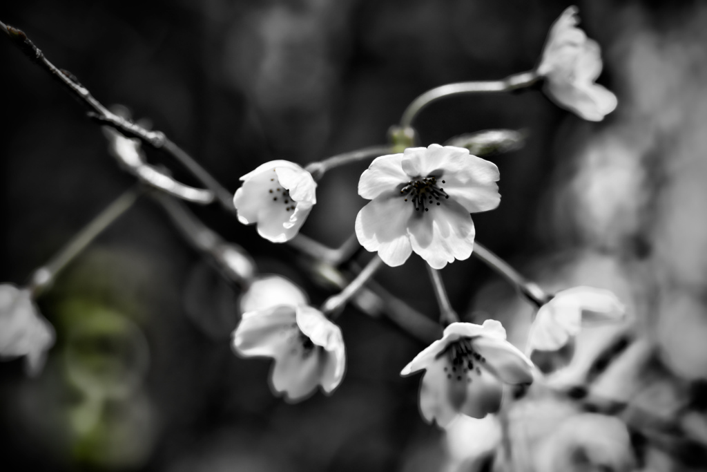 過ぎ去りし春の思い出