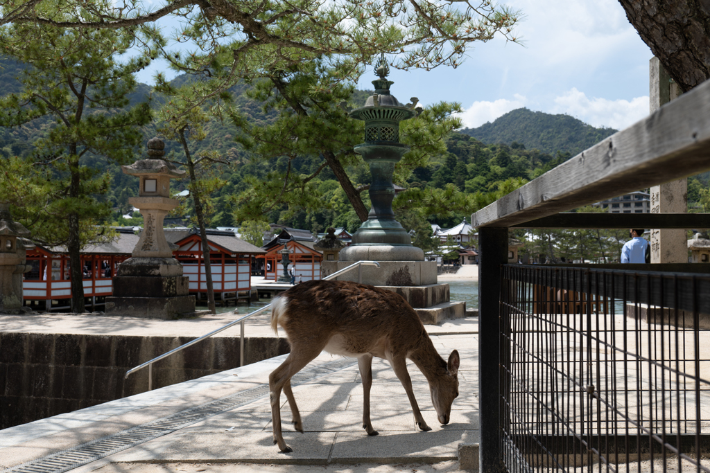 宮島　鹿