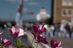 花と船のある街の景色